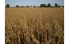 Property photo 17 - 75+/- Acres in 9 Tracts